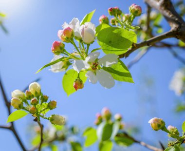 Çiçek açan bir elma ağacının dalları gökyüzüne karşı beyaz çiçekler içinde
