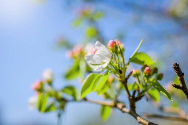 Çiçek açan bir elma ağacının dalları gökyüzüne karşı beyaz çiçekler içinde