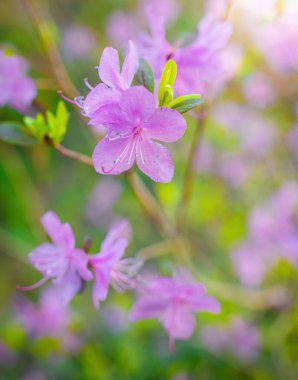 Bahar çiçeği pembe badem bahçeye yakın..