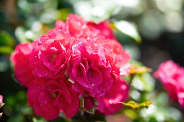 Gül çiçeği, yeşil bulanık arkaplanı kaplar..