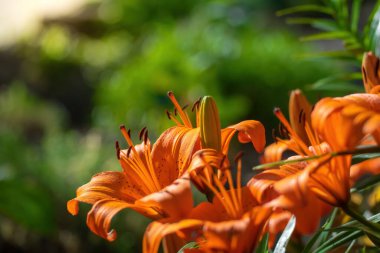 Yağmurdan sonra portakallı zambak çiçeği.