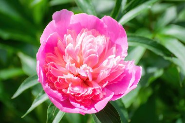 Pembe şakayık çiçeği bir yaz gününde batan güneşin ışınlarına karşı.