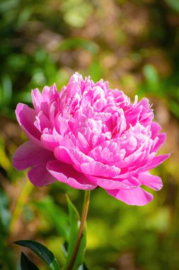 Pembe şakayık çiçeği bir yaz gününde batan güneşin ışınlarına karşı.