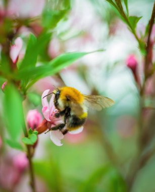 Bahar çiçekli pembe badem bahçeye yakın..