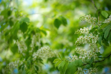 Güneşli bir bahar gününde, beyaz çiçeklerin içinde çiçek açan kuş kirazı dalları..