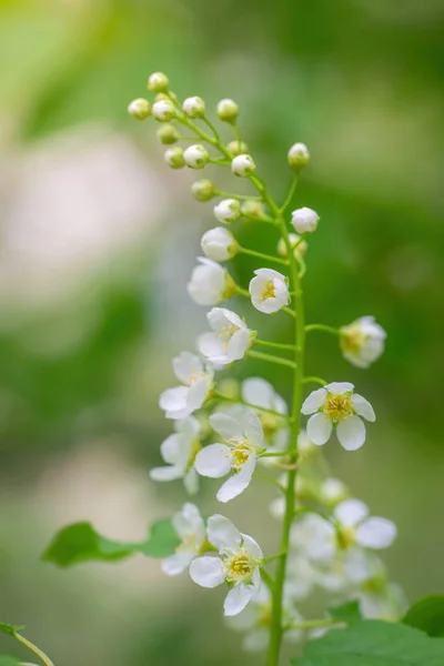 Ramo Ciliegio Uccello Fiorito Fiori Bianchi Una Giornata Sole Primaverile — Foto Stock