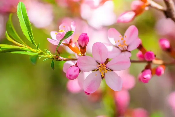 Wiosna Kwitnący Różowy Migdały Zbliżenie Słoneczny Dzień — Zdjęcie stockowe