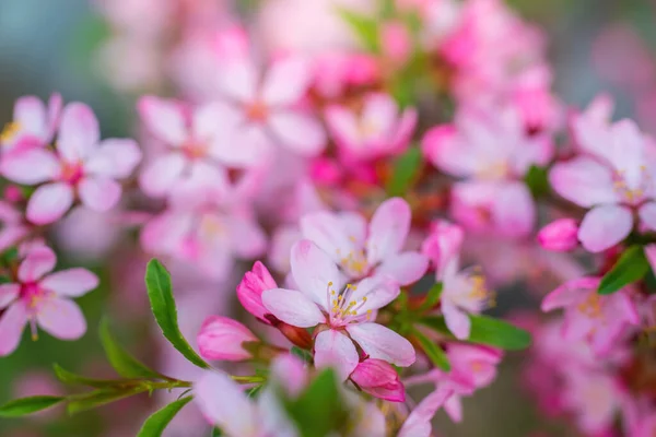 Wiosna Kwitnący Różowy Migdały Zbliżenie Słoneczny Dzień — Zdjęcie stockowe