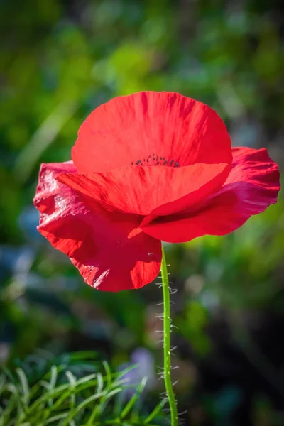 Červený Mák Kvete Proti Paprskům Zapadajícího Slunce Letní Den — Stock fotografie