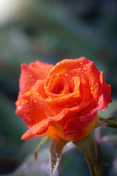 Rosa Naranja Flor Cerca Sobre Fondo Borroso Verde — Foto de Stock