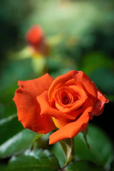 Oranžová Růže Květina Zblízka Zeleném Rozmazaném Pozadí — Stock fotografie