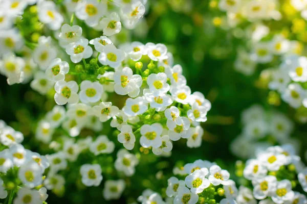 Ковер Мелких Белых Ароматных Цветов Alyssum — стоковое фото