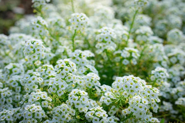 Koberec Malých Bílých Voňavých Květin Alyssum — Stock fotografie