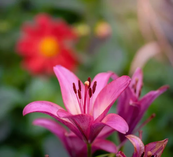 Natte Bloem Van Roze Lelie Regen — Stockfoto