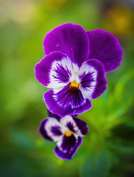 Bright Flowers Violets Garden Backdrop Greenery — Stock Photo, Image