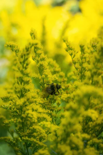 Bumblebee Συλλέγει Λουλούδι Νέκταρ Του Χρυσού Denrod Μια Ηλιόλουστη Μέρα — Φωτογραφία Αρχείου
