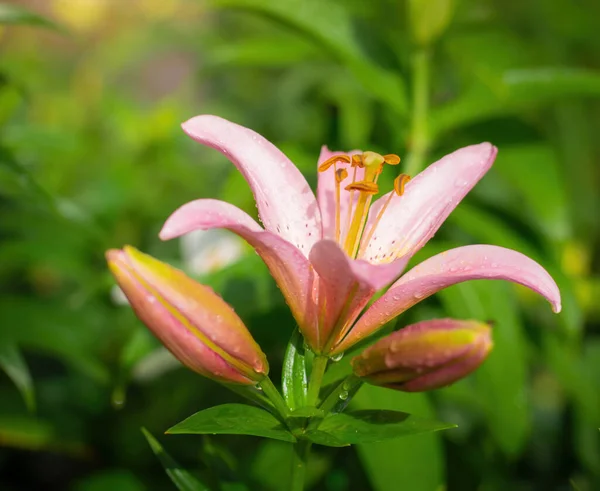 Floare Umedă Crin Roz După Ploaie — Fotografie, imagine de stoc