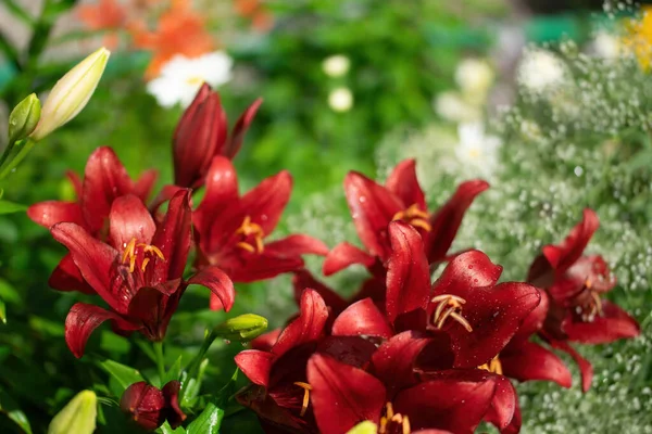 Mokry Kwiat Czerwonej Lilii Deszczu — Zdjęcie stockowe