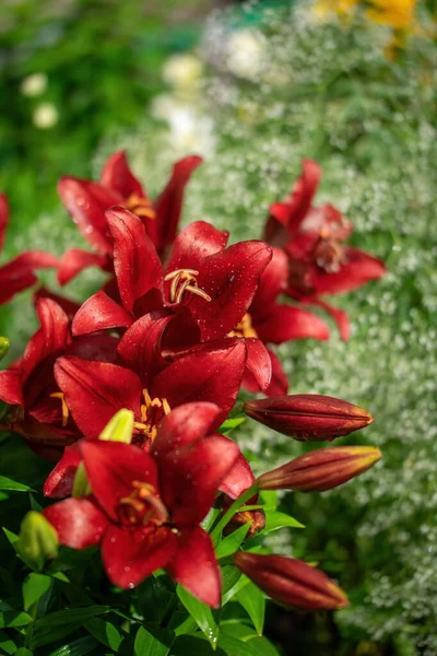 Wet Flower Red Lily Rain — Stock Photo, Image