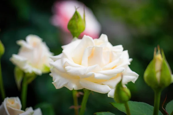 White Rose Flower Close Green Blurred Background — Stock Photo, Image