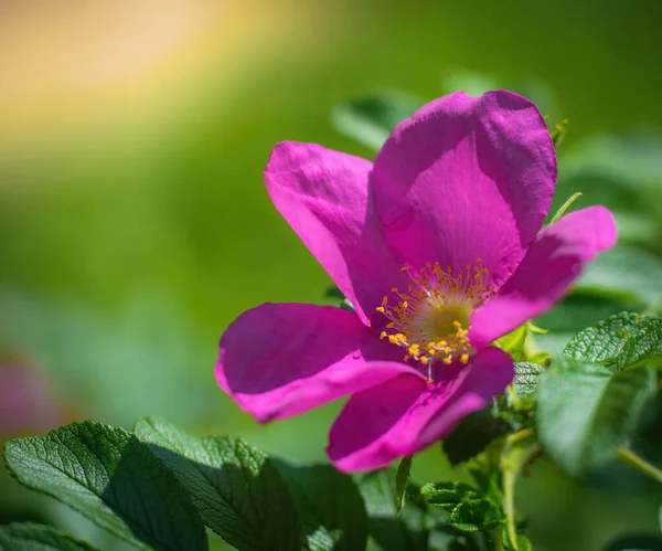 Fleur Rose Sauvage Rose Printemps Jour Gros Plan Sur Fond — Photo