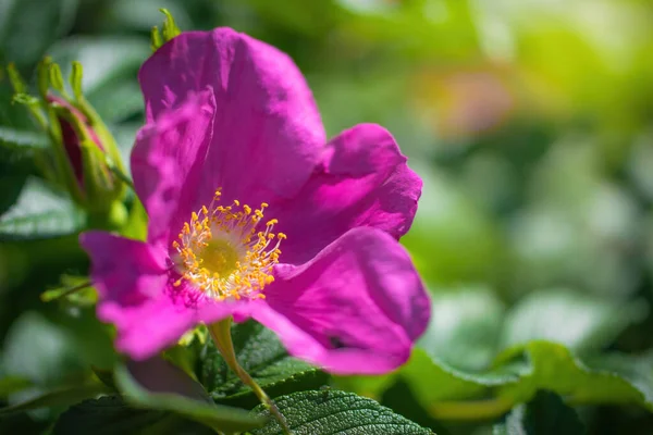 Blooming Pink Wild Rose Spring Day Close Blurred Background — Stock Photo, Image