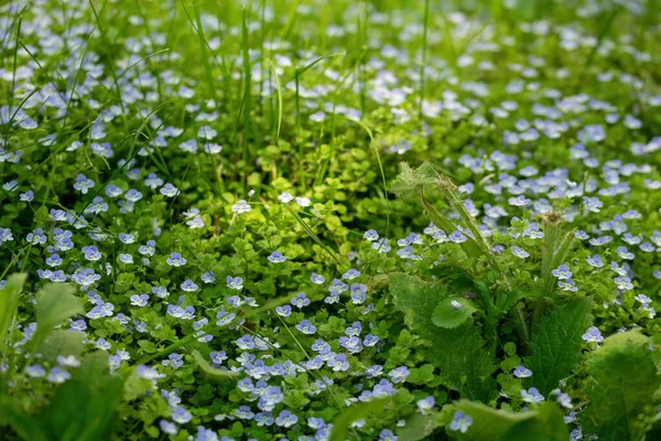 Kék Virágok Veronica Speedwell Közelkép Réten — Stock Fotó