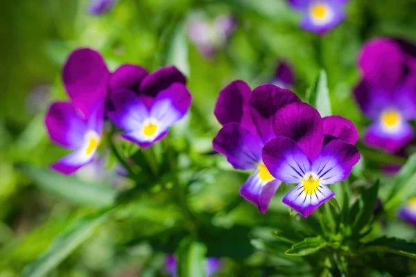 Flores Brilhantes Violetas Jardim Contra Pano Fundo Vegetação — Fotografia de Stock