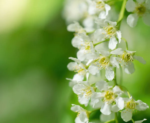 Branch Flowering Bird Cherry White Flowers Spring Sunny Day — Stock Photo, Image