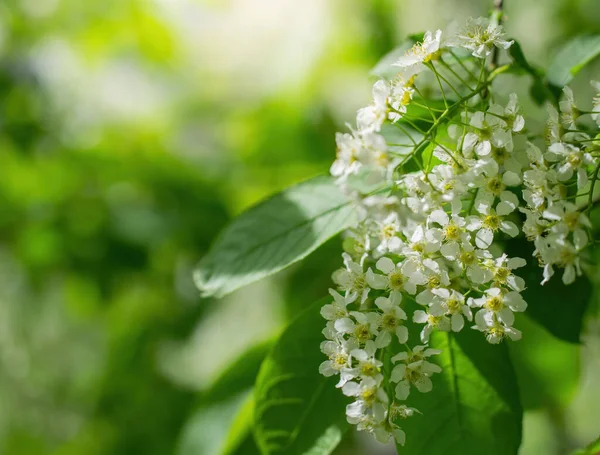 春の晴れた日に白い花に咲く鳥の桜の枝 — ストック写真