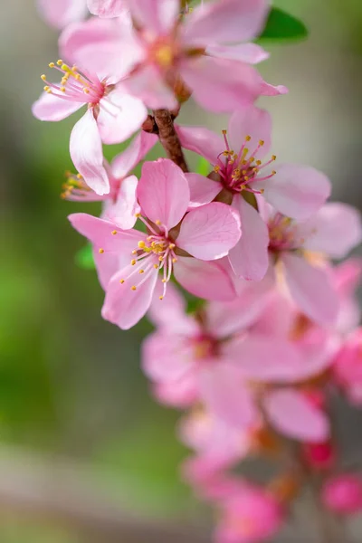 Wiosna Kwitnący Różowy Migdały Zbliżenie Ogród — Zdjęcie stockowe
