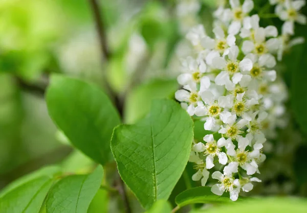 Branch Flowering Bird Cherry White Flowers Spring Sunny Day — Stock Photo, Image