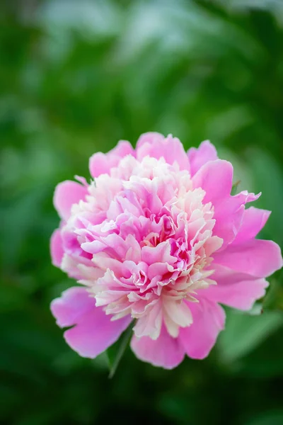 Flor Peônia Rosa Contra Raios Sol Poente Dia Verão — Fotografia de Stock