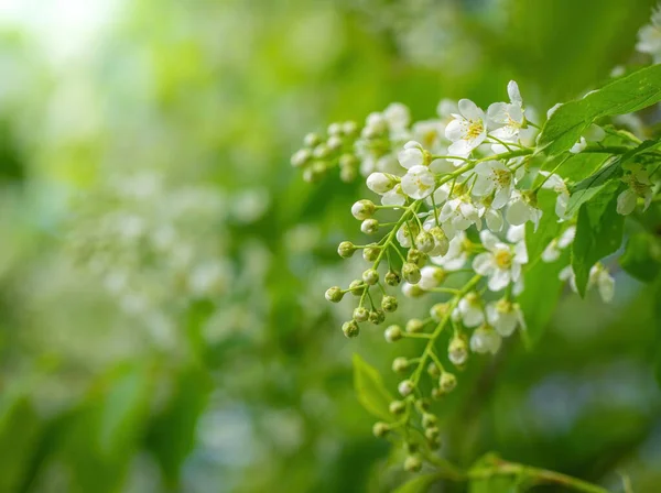 Ramo Ciliegio Uccello Fiorito Fiori Bianchi Una Giornata Sole Primaverile — Foto Stock