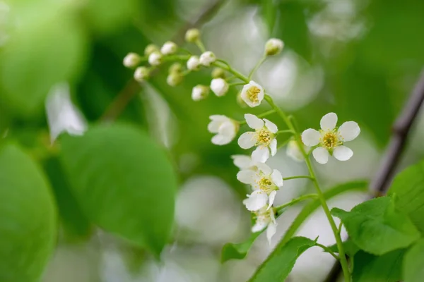 Ramo Cereja Pássaro Florescente Flores Brancas Dia Ensolarado Primavera — Fotografia de Stock