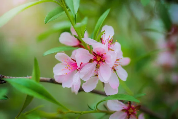 Blühende Rosa Mandeln Aus Nächster Nähe — Stockfoto