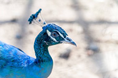 Sana bakmak güzel tavuskuşu