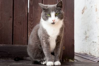 Kedi bekliyor yeşil gözlü