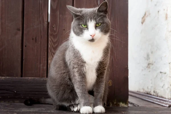 Kedi bekliyor yeşil gözlü