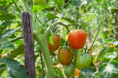 Dalda taze domatesler