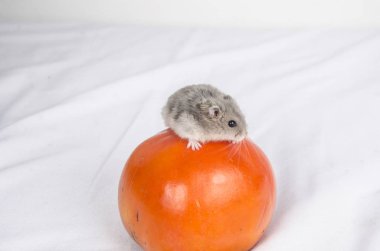 Hamster kaldırdı pad ile