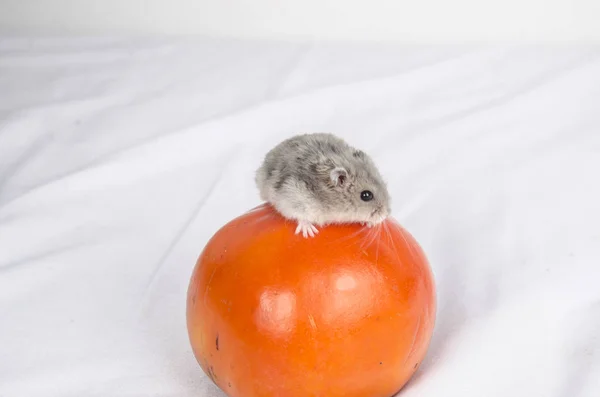 Hamster kaldırdı pad ile