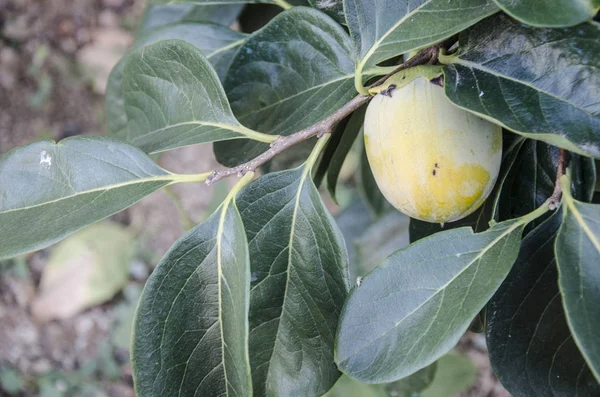 Kakis Frutas Huerto — Foto de Stock