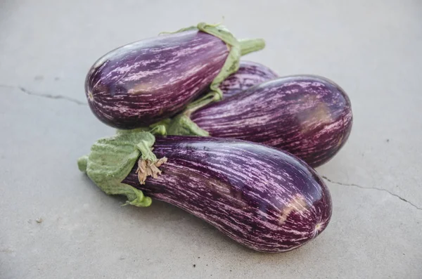 Berengena azul en el huerto 