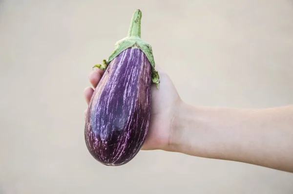 Berengena azul en el huerto 