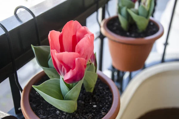 Tulipanes Rojos Una Maceta — Stock Photo, Image