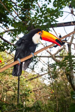 Brezilya onun doğal yaşam alanı içine huzurlu bir Toucan