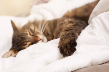 Sevimli tekir kedi yatakta sızıyor. Pençe üzerinde seçici odak.