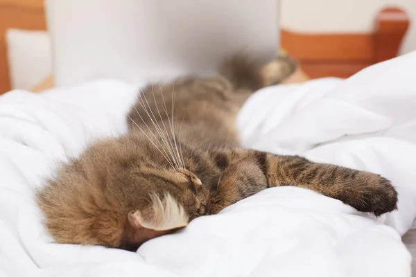 Niedliche Gestromte Katze Die Bett Sickert Nahaufnahme — Stockfoto