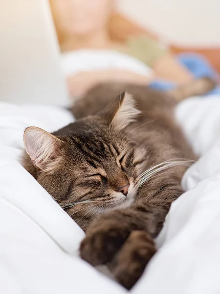 Niedliche Gestromte Katze Sickert Ins Bett — Stockfoto